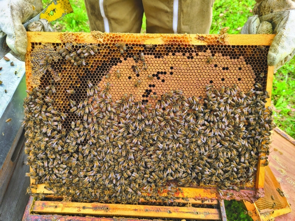 Des miellées de printemps presque inexistantes