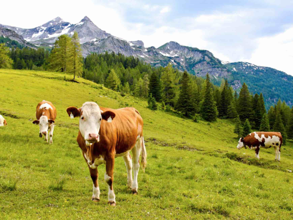Autriche : un mort et deux blessés après une attaque de vaches