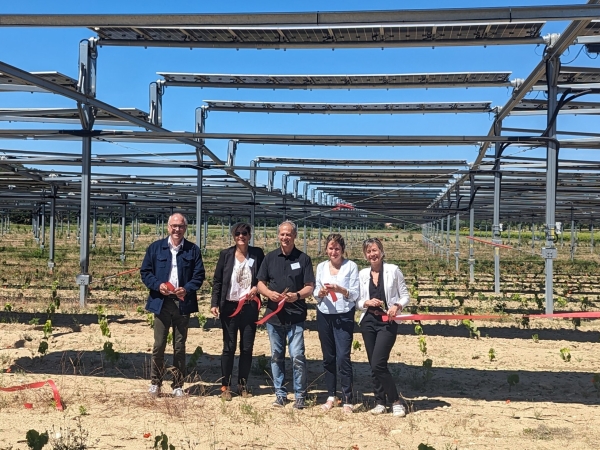 Un vignoble agrivoltaïque  dans le Sud-Drôme