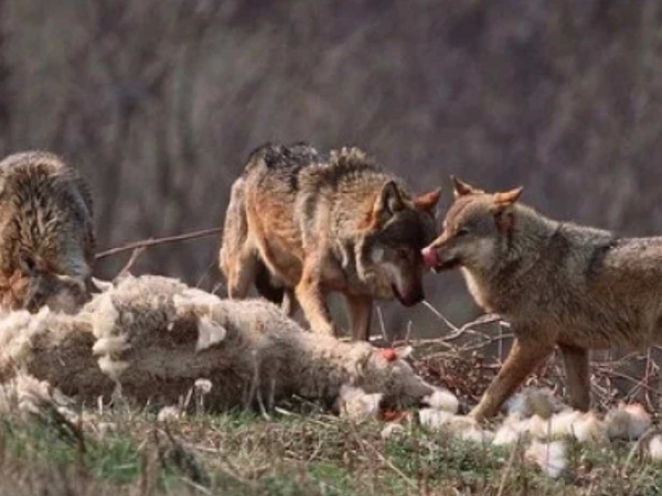 Loup : feu vert des Vingt-sept à l'abaissement du statut de protection