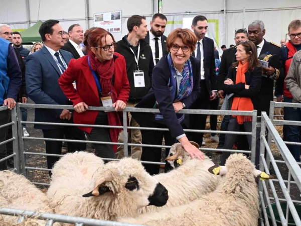 FCO : Annie Genevard étend la vaccination contre le sérotype 3 à toute la France