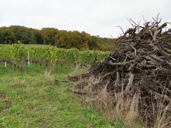 Crise viticole : feu vert de l’UE au plan d'arrachage définitif de 120 M€ 