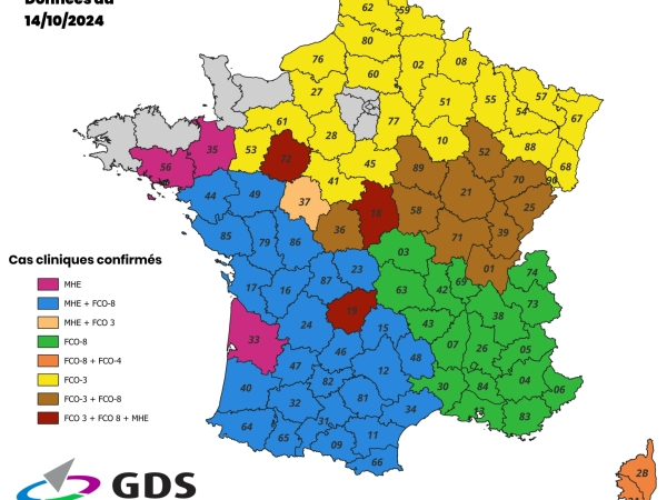 [CARTE] FCO, MHE... Le point sur l'avancée des épizooties 