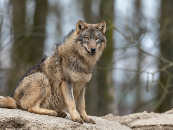 Loup : les Départements alpins attendent une réponse