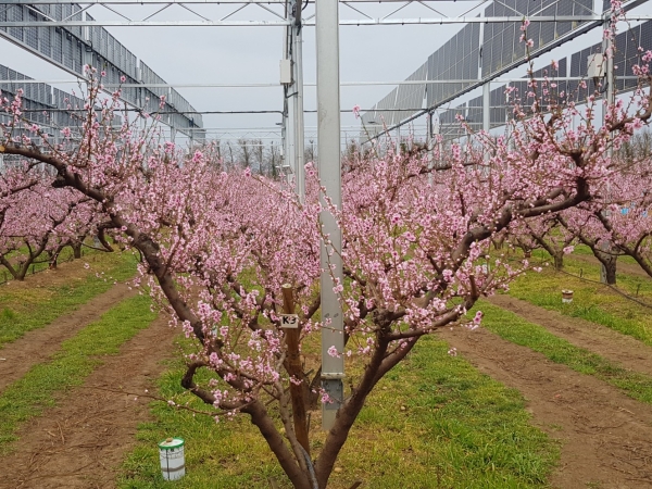 « Le potentiel de l’agrivoltaïsme  en France est énorme »