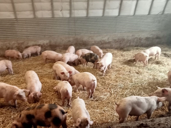 Le porc est un animal  très sensible au stress