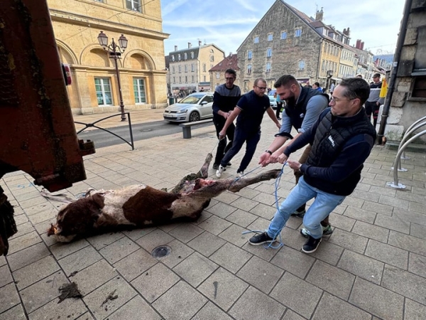 Loups : des agriculteurs attachent un cadavre de génisse à une sous-préfecture du Doubs 