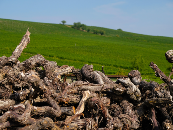 27 500 hectares de vignes vont être arrachées