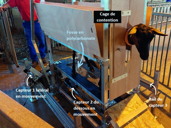 CapriMam3D, l’innovation au service de la traite 