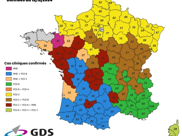 [CARTE] FCO, MHE... Le point sur l'avancée des épizooties 