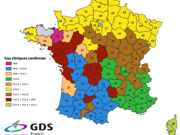 [CARTE] FCO, MHE... Le point sur l'avancée des épizooties 