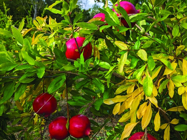 La grenade,  un “ super fruit ” qui séduit