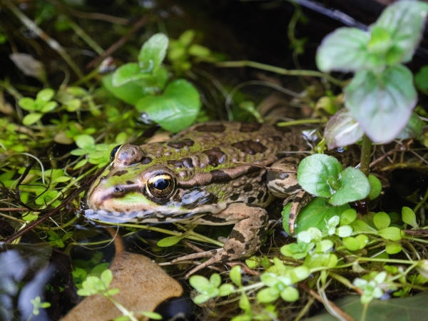 Val de Drôme  : « Marathon de la biodiversité »