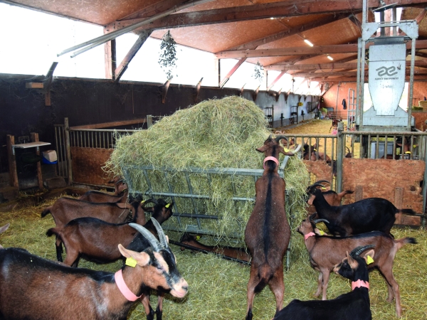 Adapter les chèvreries aux fortes chaleurs