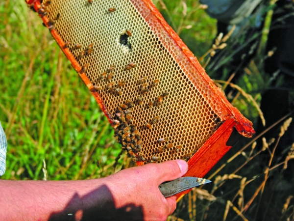 2024, une année de galère pour les abeilles