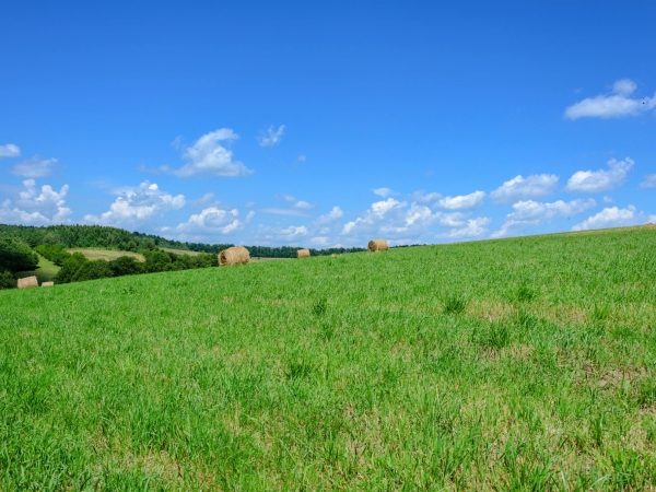 La pousse d’herbe reste très excédentaire