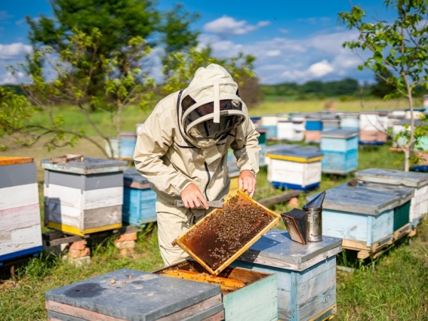 Apiculture : le scénario catastrophe a été évité