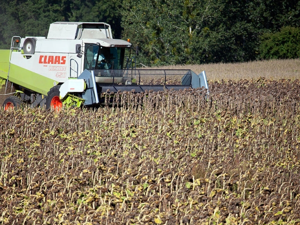 Tournesol : vers une récolte inférieure aux prévisions du ministère