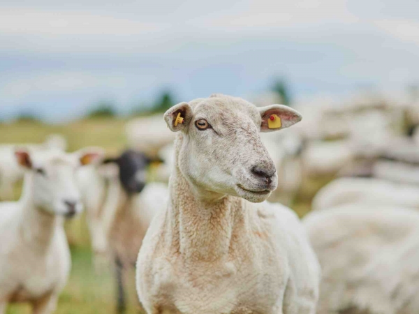 Ovins : baisse marquée des abattages sur un an