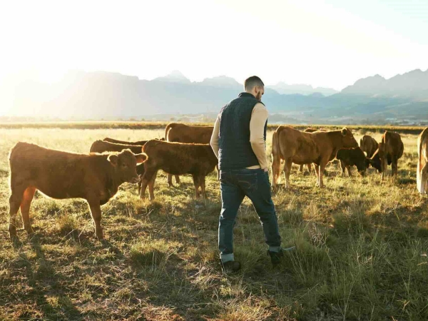 Baisse attendue de la production de viande bovine en 2025