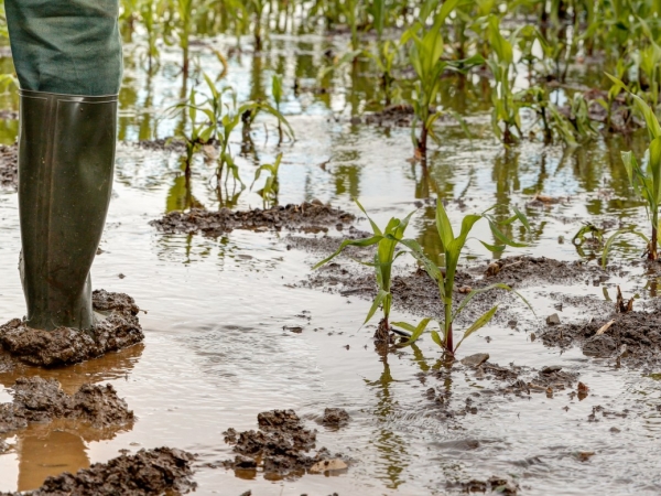 Groupama : « Les aléas climatiques deviennent la norme »