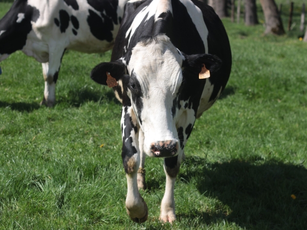 Lait bio : en quête de nouveaux marchés