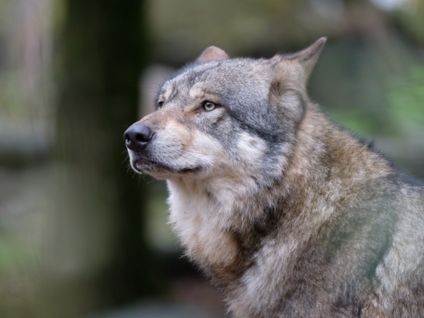 Estimation du nombre de loups : « Inadmissible ! »