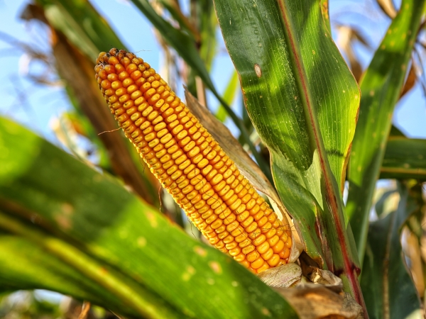 Maïs grain : les semis toujours en retard