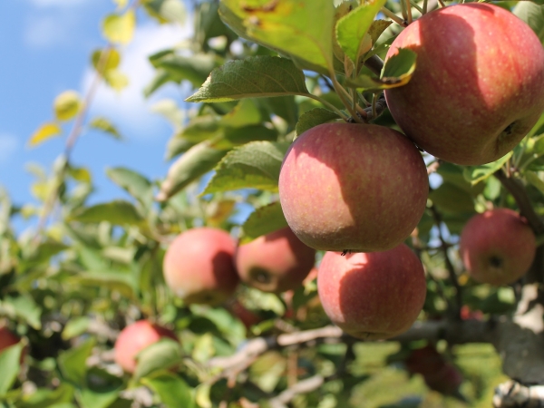 Nouveau recul de la production européenne de pommes