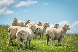 Cours de l’agneau : des niveaux inégalés depuis des années