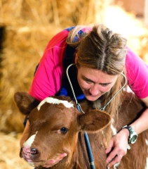 Vétérinaire rural : vocation en péril