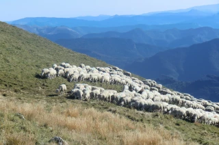 Mesures de lutte contre la prédation par le loup : rappel des échéances