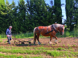 La filière équine, riche de sa diversité mais encore très fragile