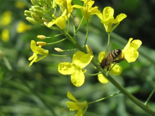 Biodiversité : objectifs contraignants pour l'agriculture