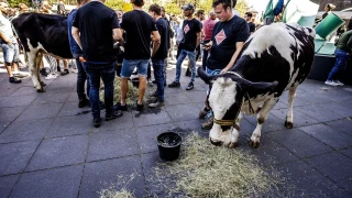 Les agriculteurs néerlandais en colère