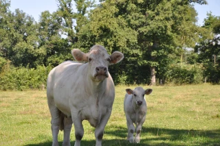 Viande bovine :  exigez le juste prix !