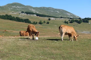 Changement climatique : les estives drômoises sous haute surveillance