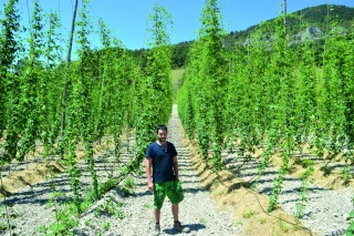 Du houblon bio dans le Haut-Diois