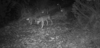 Trois loups abattus en Drôme depuis mi-août