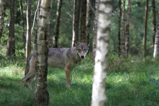 Le loup reste strictement une espèce protégée