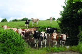 Prix du lait : du mieux annoncé pour 2023