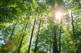 Les arbres comme témoins de la pollution