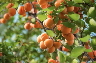 Abricots  : des difficultés d’écoulement