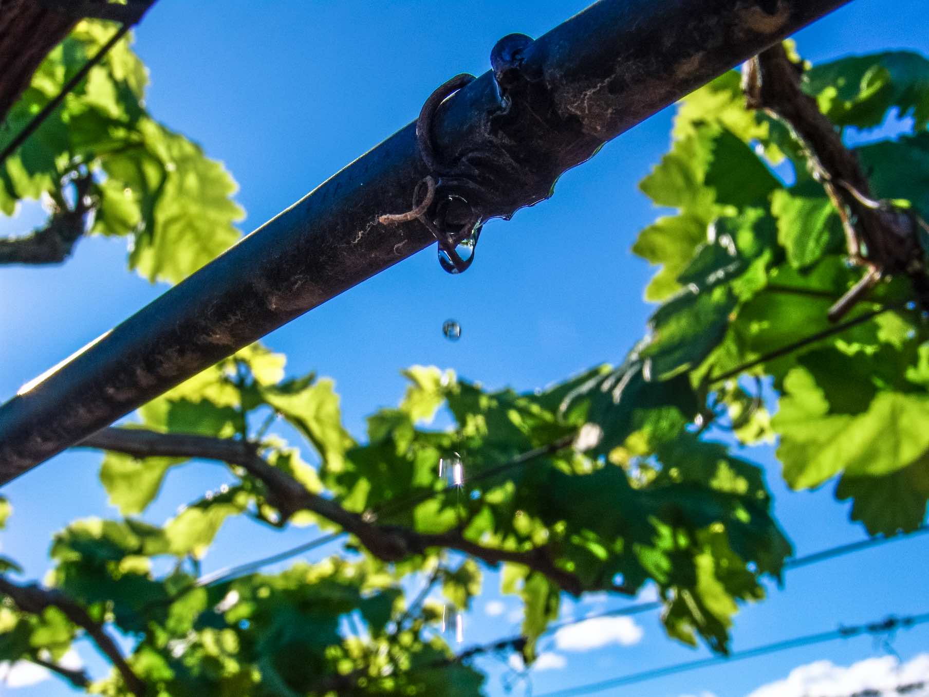 Un décret prolonge le délai d’irrigation pour les vignes