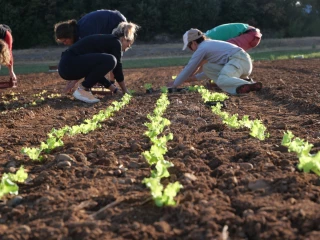 Pôle maraîchage : rentabilité des micro-fermes, ergonomie et goutte-à-goutte au programme