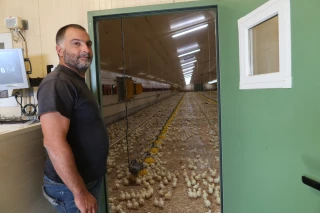 Poulets de chair : « Il me manque 6 centimes d’euro par kilo »