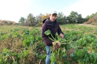 Il teste la betterave fourragère pour les ovins