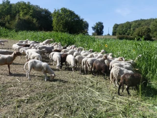 Ovin : du sorgho fourrager pour sécuriser l’autonomie alimentaire 