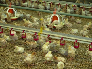 Préserver l’immunité  des poulets standards