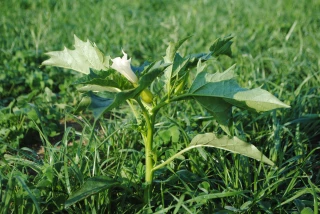 Lorsque les prairies contiennent  des plantes toxiques